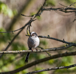 Long tailed tit, Aegithalos caudatus, perched on a tree branch with copy space in Northumberland, UK