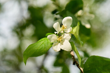 White flower on apple tree branch with blurred background. Spring time. High quality photo