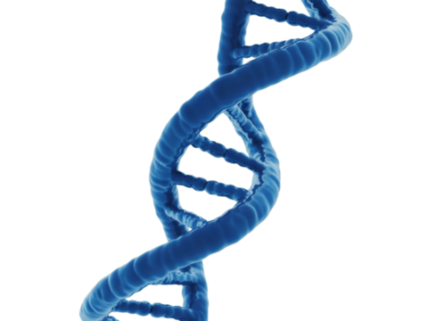 Blue DNA helix isolated on white background for medical science genetic research and biotechnology use
