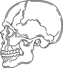 Human skull. Medicine. Body part.Line art isolated icon symbol.Drawing vector illustration.
