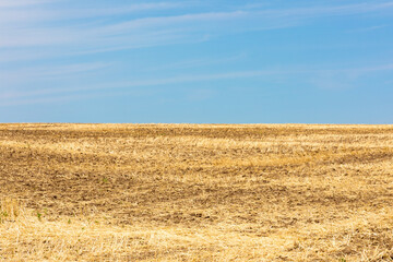 Fototapeta premium Dry Field Under Blue Sky
