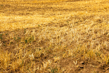Harvested Wheat Field