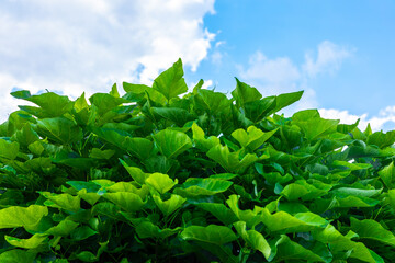 Vibrant Green Leaves Against Blue Sky