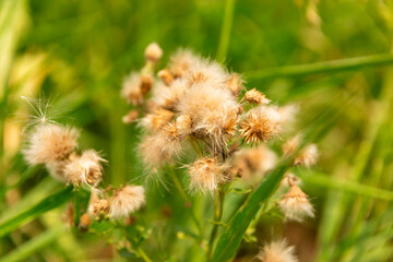 Wild Dandelion Seeds Close-Up