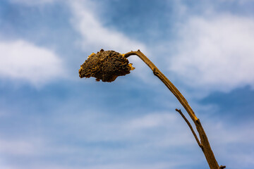 Withered Sunflower Against Sky