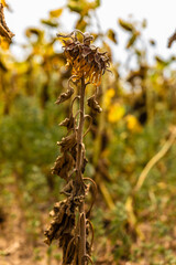 Withered Sunflower Close-Up