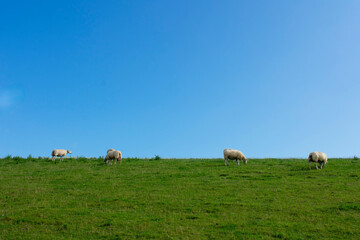 Schafe grasen auf einer saftigen gr&uuml;nen Wiese bei blauem Himmel.