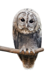 owl sits on a branch and stares at us. image on a transparent background