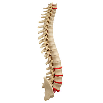 3D Rendered Human Spine Anatomy Illustration Detailed Vertebral Column with Nerves and Sacrum, Transparent Background