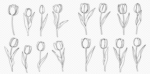 Collection of fourteen tulip flower line drawings, various stages of bloom, with stems and leaves, arranged in a grid.