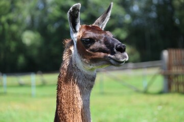 Obraz premium Close-up of a brown llama gazing attentively in a sunny green field with a blurred background