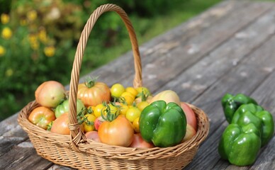 Wicker basket filled with ripe tomatoes and green bell peppers on a rustic wooden garden table.