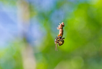 Wasp feeding on hanging caterpillar suspended by silk thread