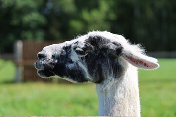 Side profile of a black and white llama on a sunny day in a green pasture © Girts