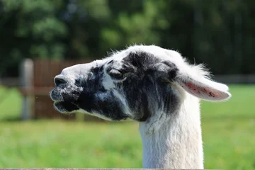 Gordijnen Lama Side profile of a black and white llama on a sunny day in a green pasture  © Girts