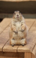 Curious prairie dog standing upright on a wooden platform, looking directly at the camera