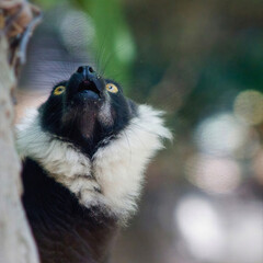 Black and White Ruffed Lemur Looking Up