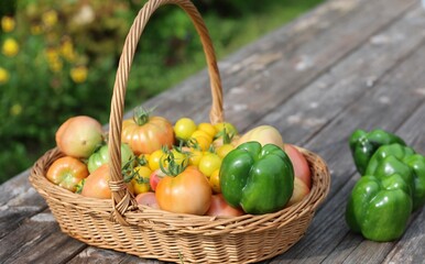 Basket of ripe tomatoes and green bell peppers on rustic wooden table in a summer garden