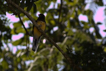Surucua trogon (Trogon surrucura) perched, showing colorful plumage with vibrant yellow belly. Natural habitat photo, perfect for wildlife, tropical birds, and Brazilian nature themes.