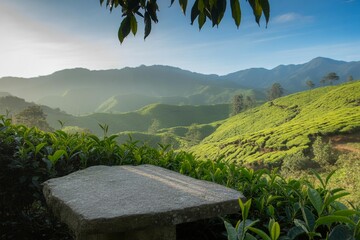 Lush green tea plantation rolling hills green landscape