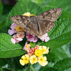 Duskywing butterfly with brown wings with lighter brown patterns  is spread-wing resting on the green leaves and multicolored flowers of a lantana plant.