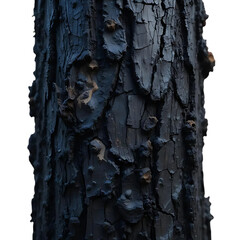 charred tree trunk, blackened bark, ash residue
