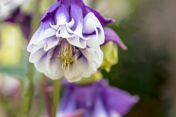Wiosną piękny kwiat rozkwitł w ogrodzie przed domem. Zbliżenie na kwiat orlika (Aquilegia) o fioletowo-białych płatkach. Dwuwarstwowe płatki tworzą delikatną, pofalowaną strukturę 