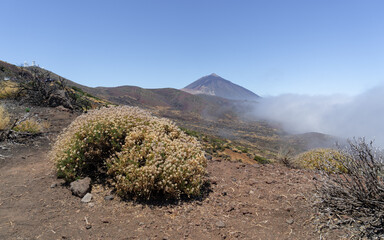Wulkan Teide na Teneryfie, Parque Nacional del Teide  © Piotr Szpakowski