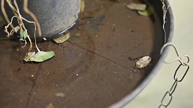 abandoned plastic bowl in a vase with stagnant water inside. close up view. mosquitoes in potential breeding proliferation of aedes aegypti dengue chikungunya zika virus mosquitoes.