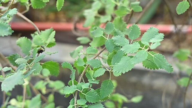 Myrrh is a medicinal plant of the species Commiphora myrrha, also known as Arabic myrrh. image