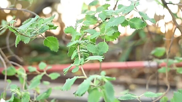 Myrrh is a medicinal plant of the species Commiphora myrrha, also known as Arabic myrrh. image
