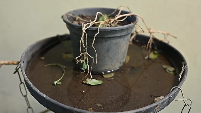 abandoned plastic bowl in a vase with stagnant water inside. close up view. mosquitoes in potential breeding proliferation of aedes aegypti dengue chikungunya zika virus mosquitoes.