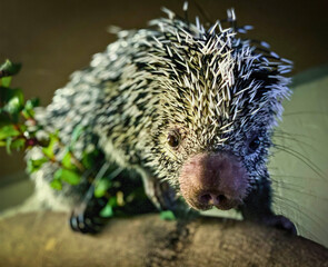 Obraz premium Porcupine Walking Close-Up