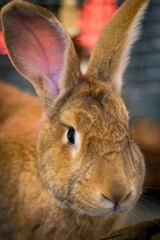 Close-Up of Rabbit Face
