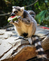 Ring-Tailed Lemur Eating Leaf