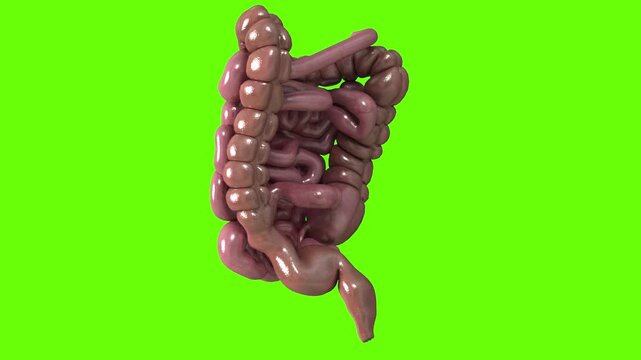 digestive system, human intestines. Green screen footage