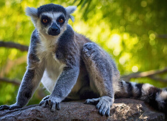 Ring-Tailed Lemur Pair Resting