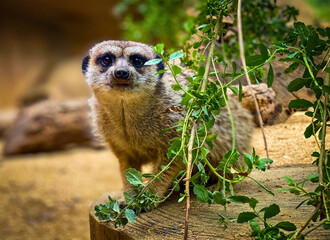 Meerkat Peeking Around Branch