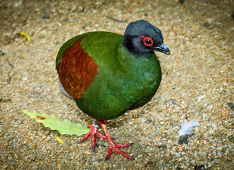 Colorful Nicobar Pigeon Standing