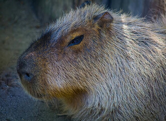 Capybara Close-Up in Sunlight