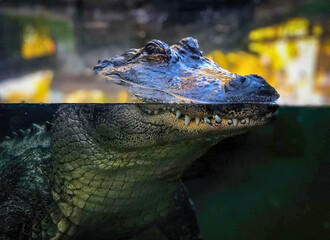American Alligator in Water