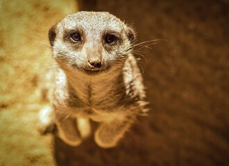 Fototapeta premium Meerkat Looking Up Toward Camera