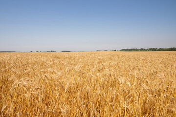 A beautiful field with ears of wheat during the summer day.