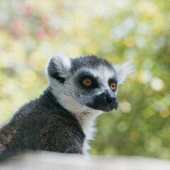 Ring-Tailed Lemur in Sunlight