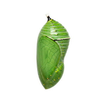 Close-up of monarch butterfly chrysalis isolated on transparent background
