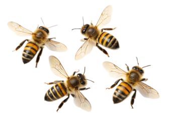 A group of four honey bees with striped abdomens and translucent wings on a black background isolated