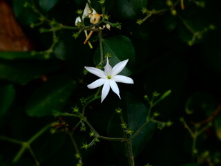 White flower 