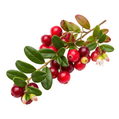 Ripe cranberries on stem with green leaves isolated on transparent background