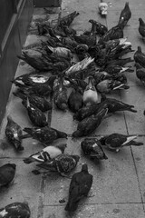 group of pigeons eating on the street