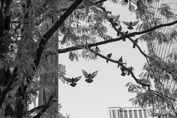 group of pigeons flying onto a tree in black and white 
